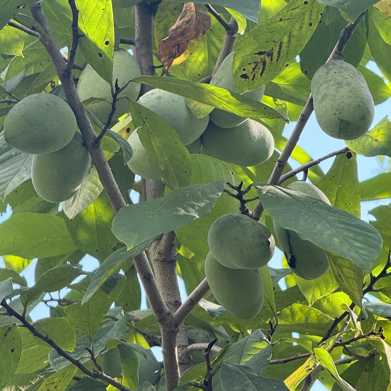 2025 Paw Paw Tree Seeds- from great quality grafted cultivars, packed in peat