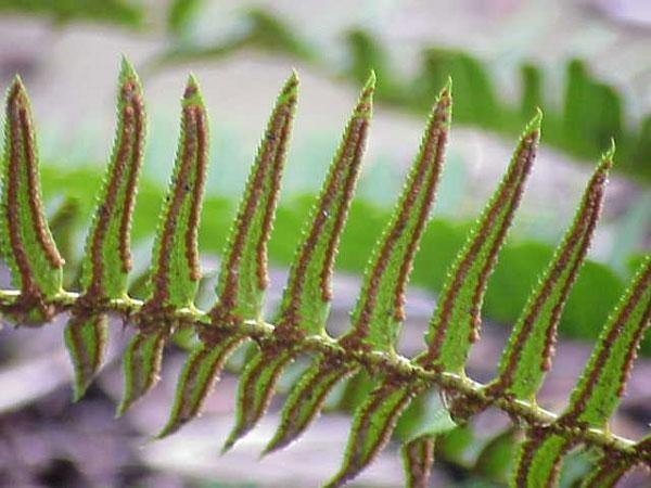 Polystichum munitum | Western Sword Fern | 2000 Spores
