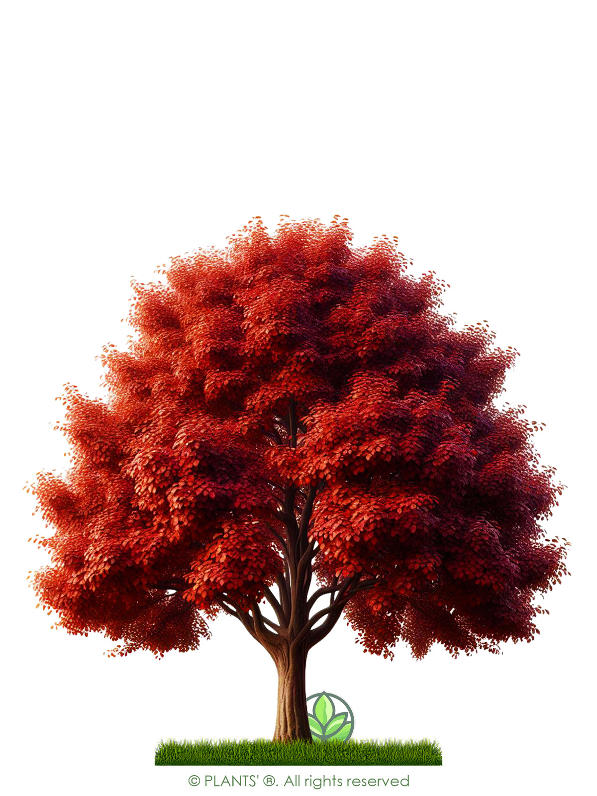 European Pear Tree | Premium Seeds | Pyrus communis ‘Fall’ | Plants’®