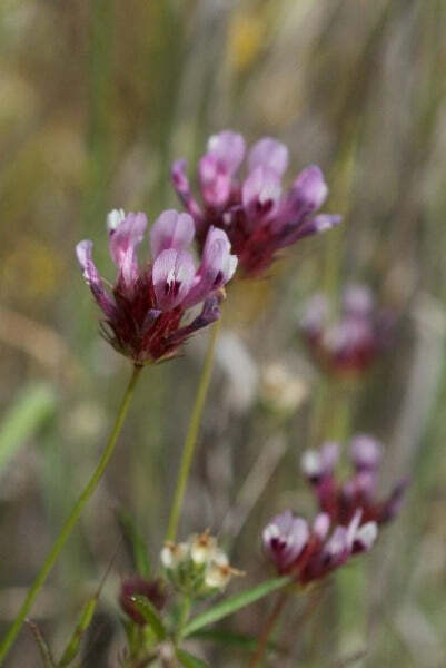 Trifolium willdenovii | Seaside or Tomcat Clover | 5 Seeds