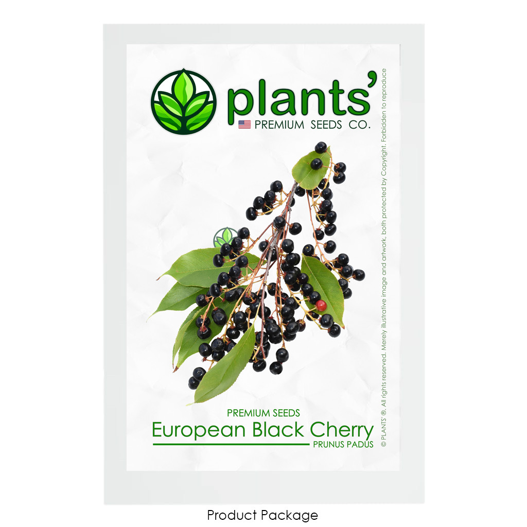 European Black Cherry | Premium Seeds | Prunus padus ‘Fruit’ | Plants’®