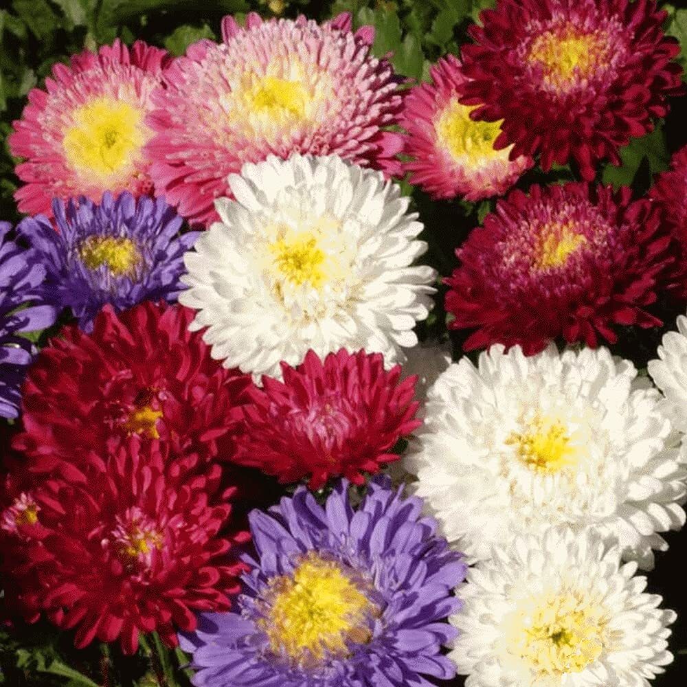 Aster – Powder Puff Mix, 100 Seeds – Beautiful Annual, Great Cut Flowers