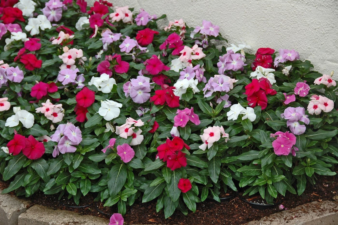 Seeds4planting – Seeds Periwinkle Madagascar Vinca Rosea Mix Balcony Perennai…