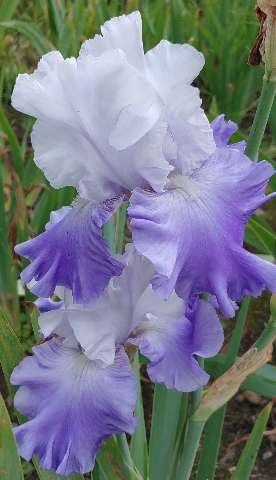 ‘October Sky’ ‘Tall Bearded Iris Rhizome PRE-SALE to Ship Aug/Sept