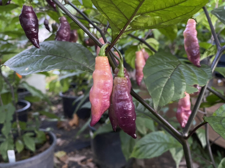 20 Hot Mix Pepper Carolina Reaper Ghost Gochu 7 Pot Scotch Bonnet +More Seeds
