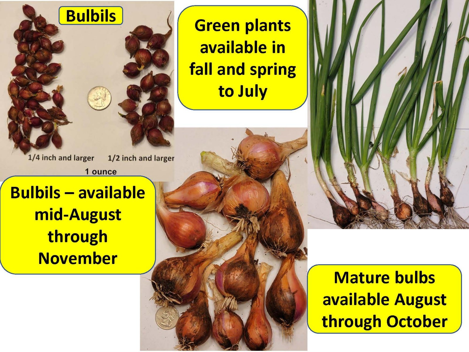 Egyptian Walking Onion PLANTS Grown in chemical free soil; FREE SHIPPING