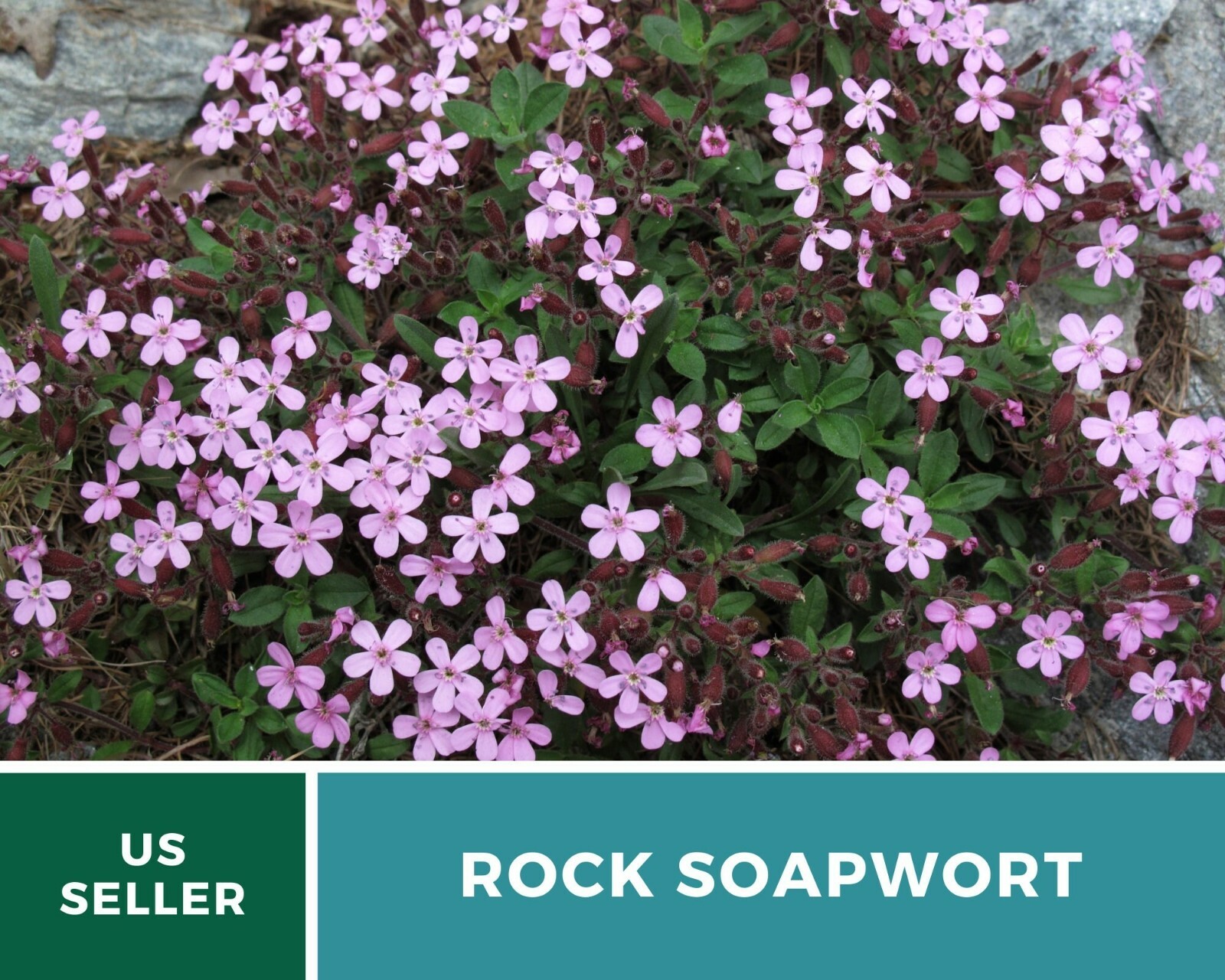 Soapwort, Rock – Heirloom Seeds – Easy to Grow – Medicinal Herb – Non-GMO (Sapon