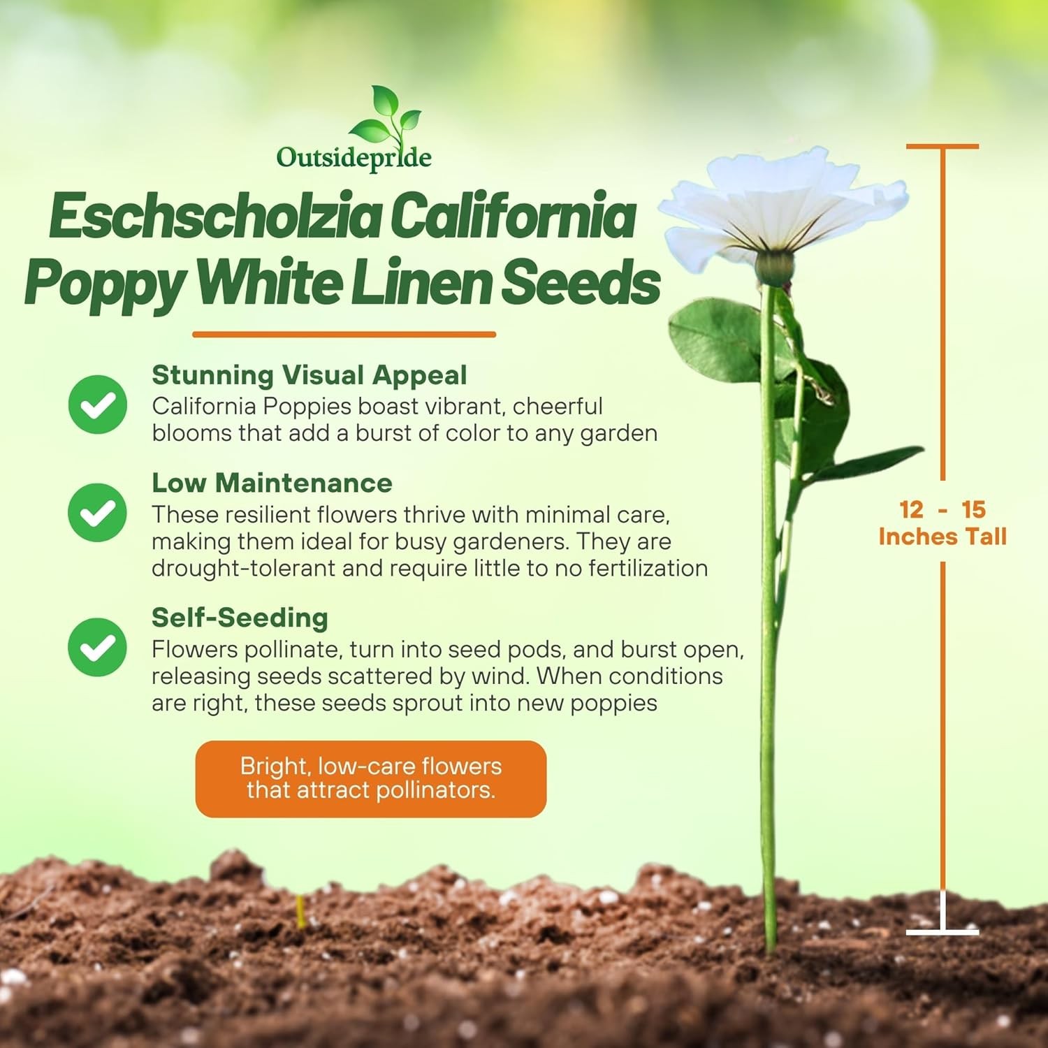 5000 Seeds Eschscholzia Drought Tolerant White California Poppy Flower Seed