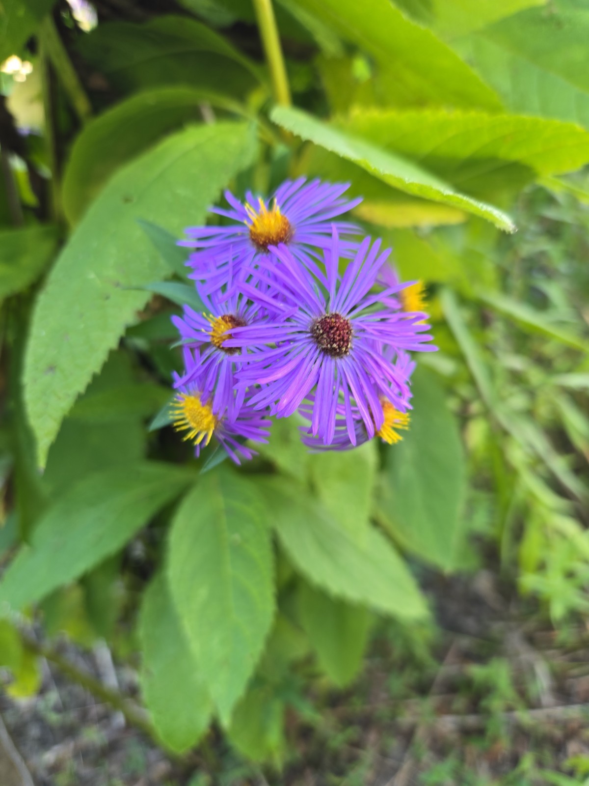 1 gram+ New England Aster Seeds/Symphyotrichum novae-angliae /Native US Plant