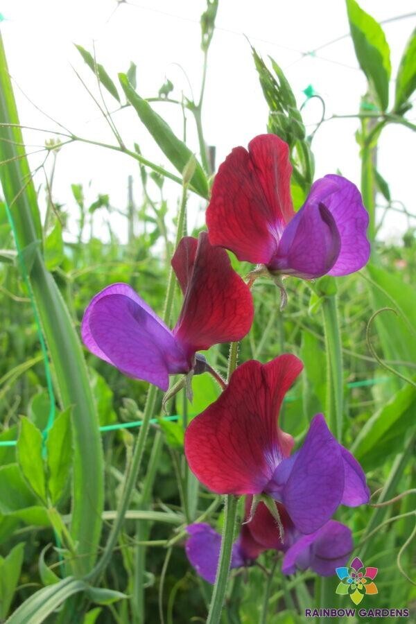 50+ Cupani Sweet Pea Seeds for Garden Planting – USA – FREE SHIPPING!