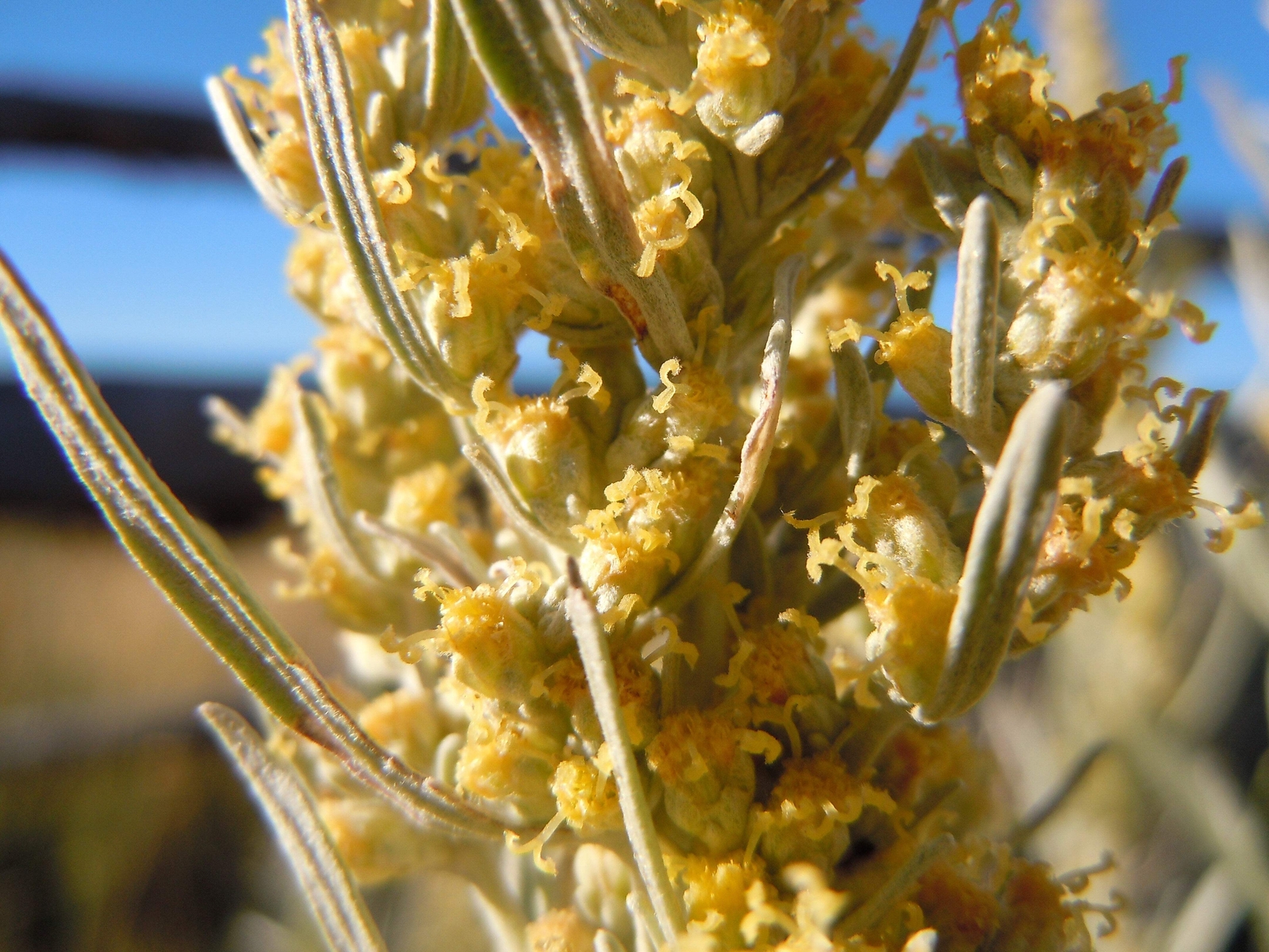 100 SILVER SAGEBRUSH Artemisia Cana Dwarf Sagebrush Wormwood Herb Flower Seeds