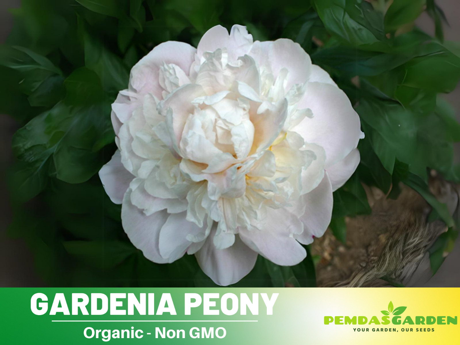 10+Seeds| Gardenia Peony Perennial Seeds #B045