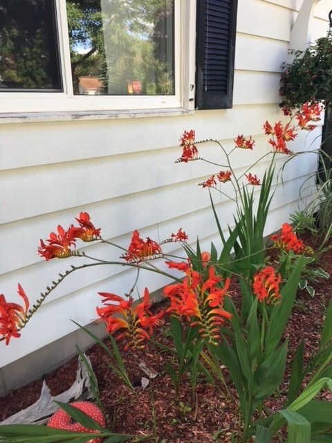 LUCIFER CROCOSMIA SEEDS packed 30