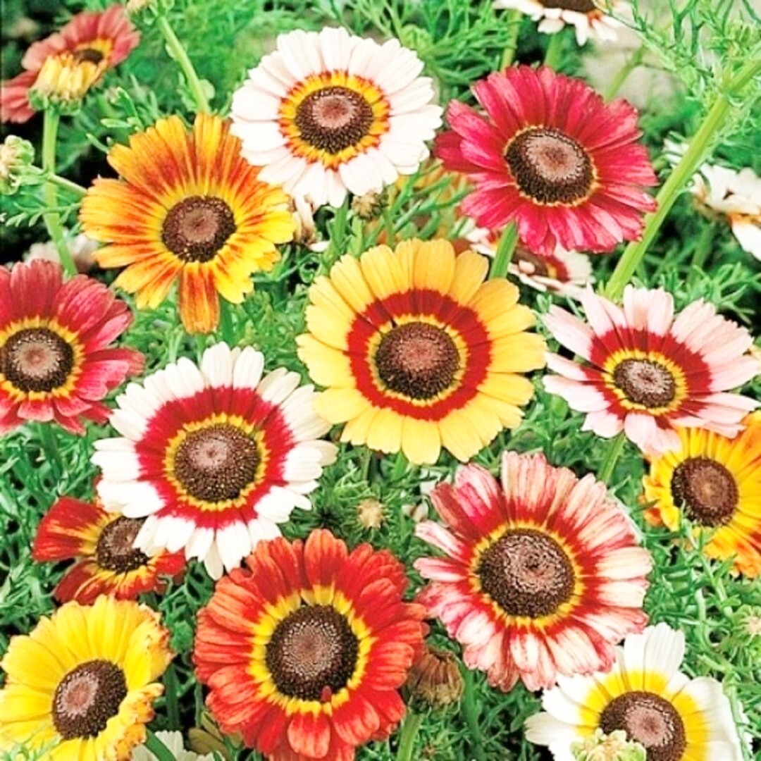 500+ Painted Daisy MIXED Colors Pollinators Butterflies Perennial 500+ Seeds!