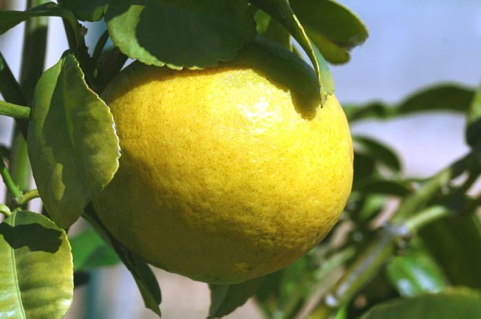 Citrus macroptera SHATKORA or MELANESIAN PAPEDA Tree SEEDS!