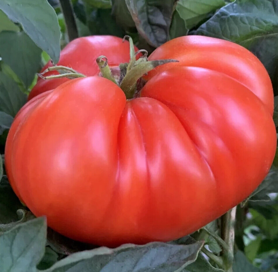 MORTGAGE LIFTER TOMATO SEEDS 50+ INDETERMINATE vegetable GARDEN beefsteak