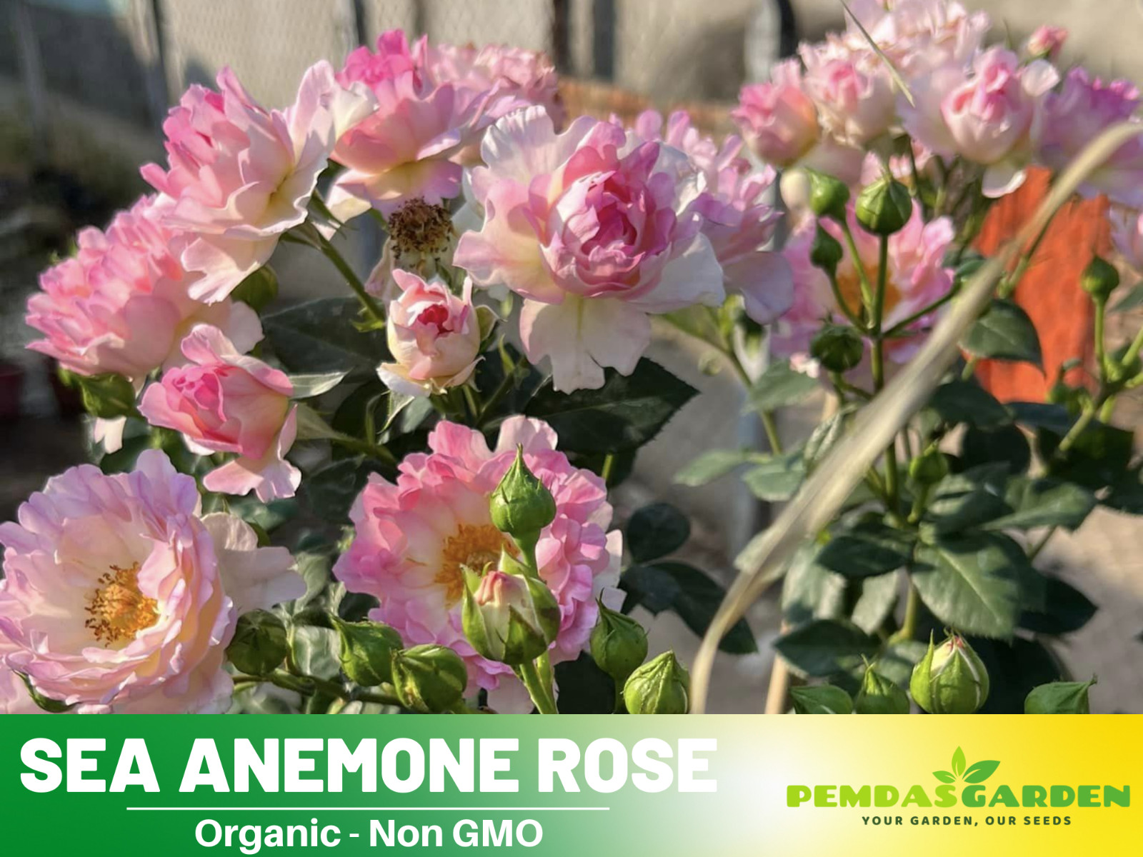 30+ Seeds| Sea Anemone Perennial Rose Seeds