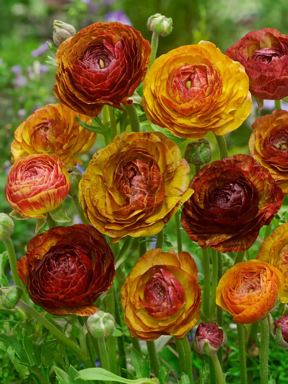 10 Ranunculus Flower Bulbs Cafe Corms Buttercup Peony Rose Florist Flowers Plant