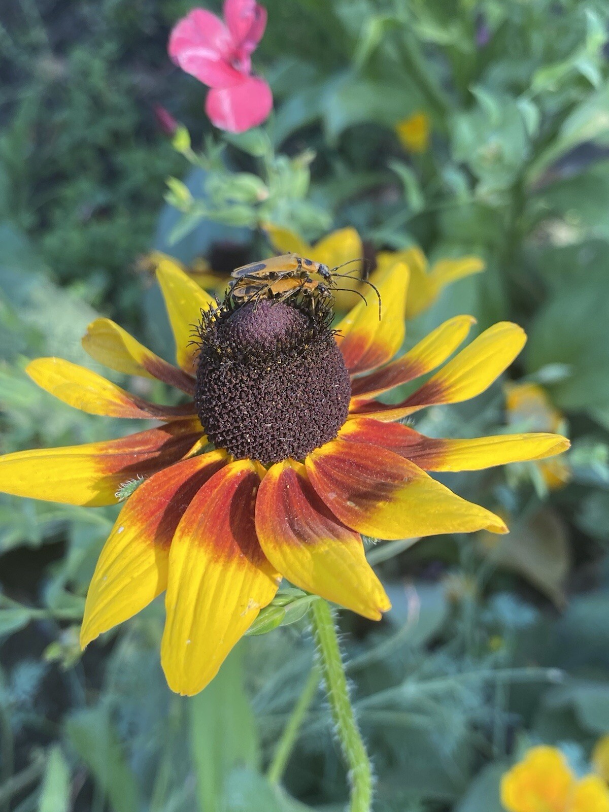 100+ Black Eyed Susan Seeds Native Wildflower Attracts Pollinators Bees