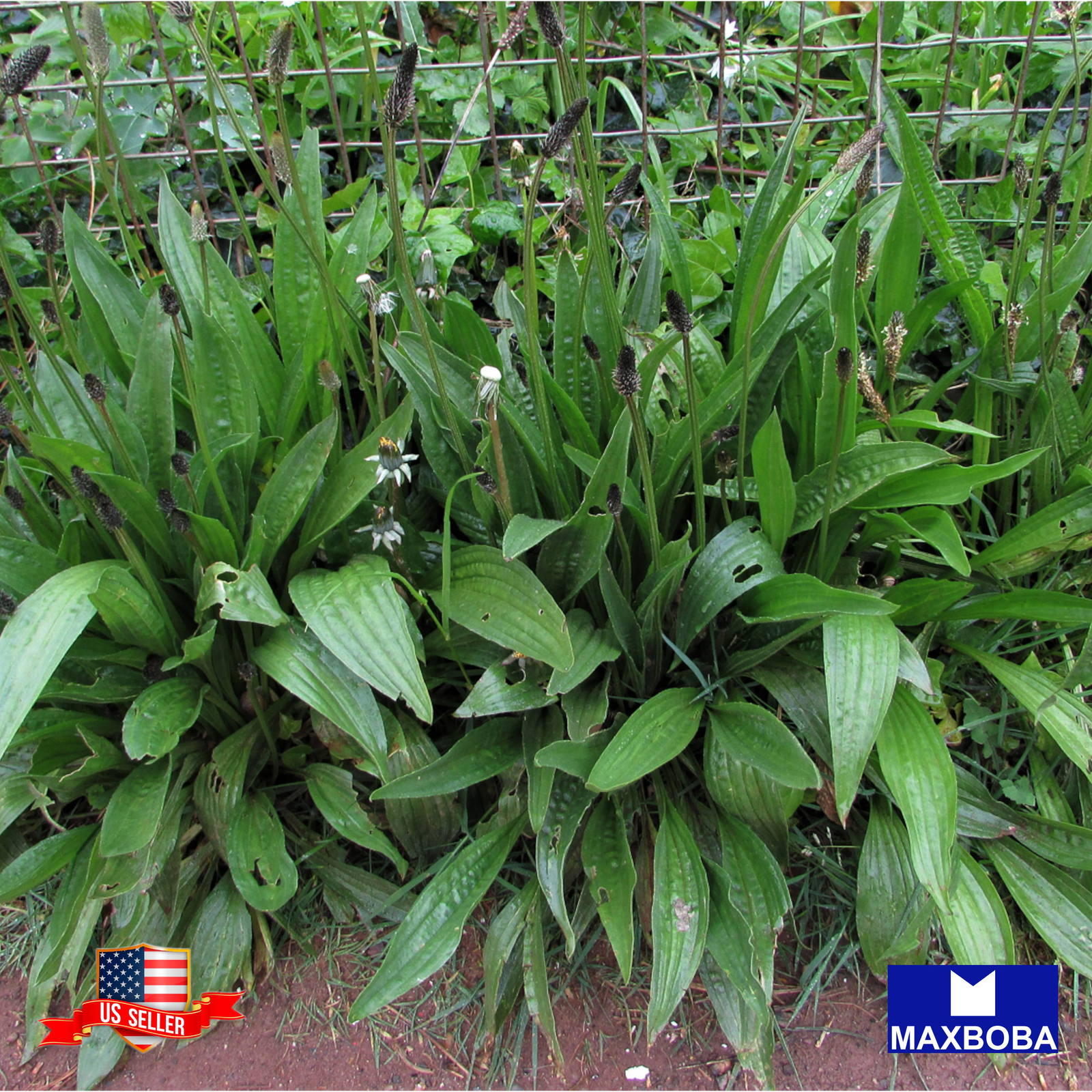 Plantain Seeds Boston Heirloom Non-GMO