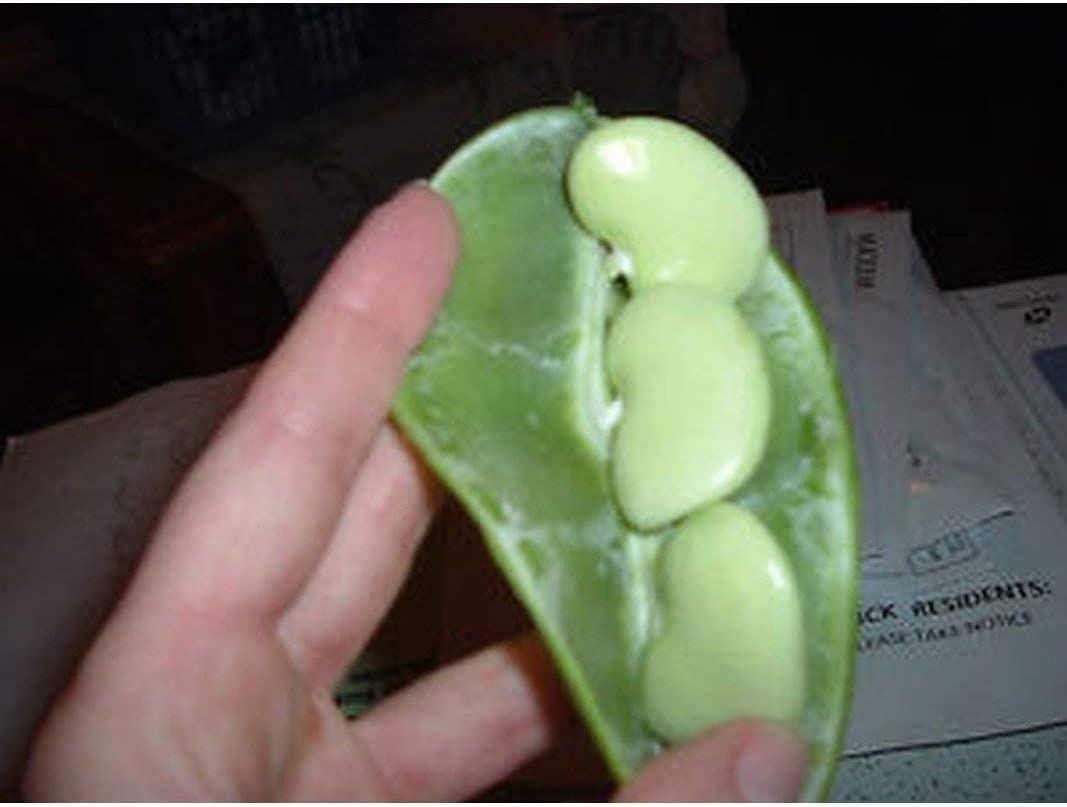 Big Mama Lima Bean Seeds (20 Seed Pack)