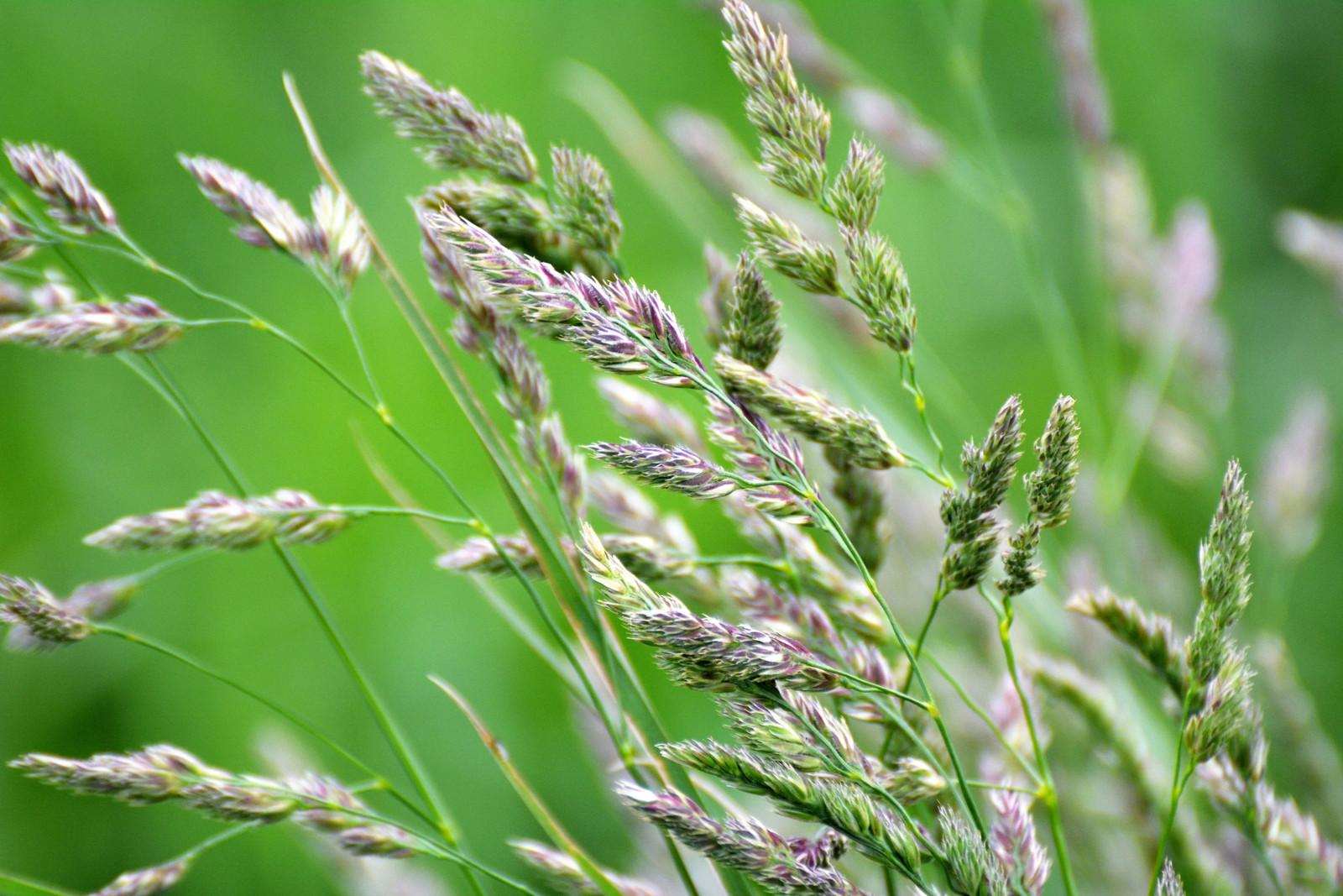 3000 QUICKDRAW ORCHARDGRASS Dactylis Glomerata Sun Shade Bunchgrass Seeds