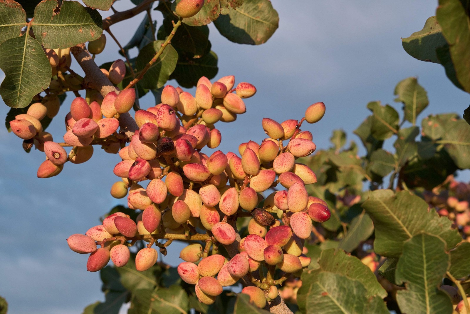 5 PISTACHIO NUT TREE Pistacia Vera Fruit Red Flowers Seeds *Combined Shipping
