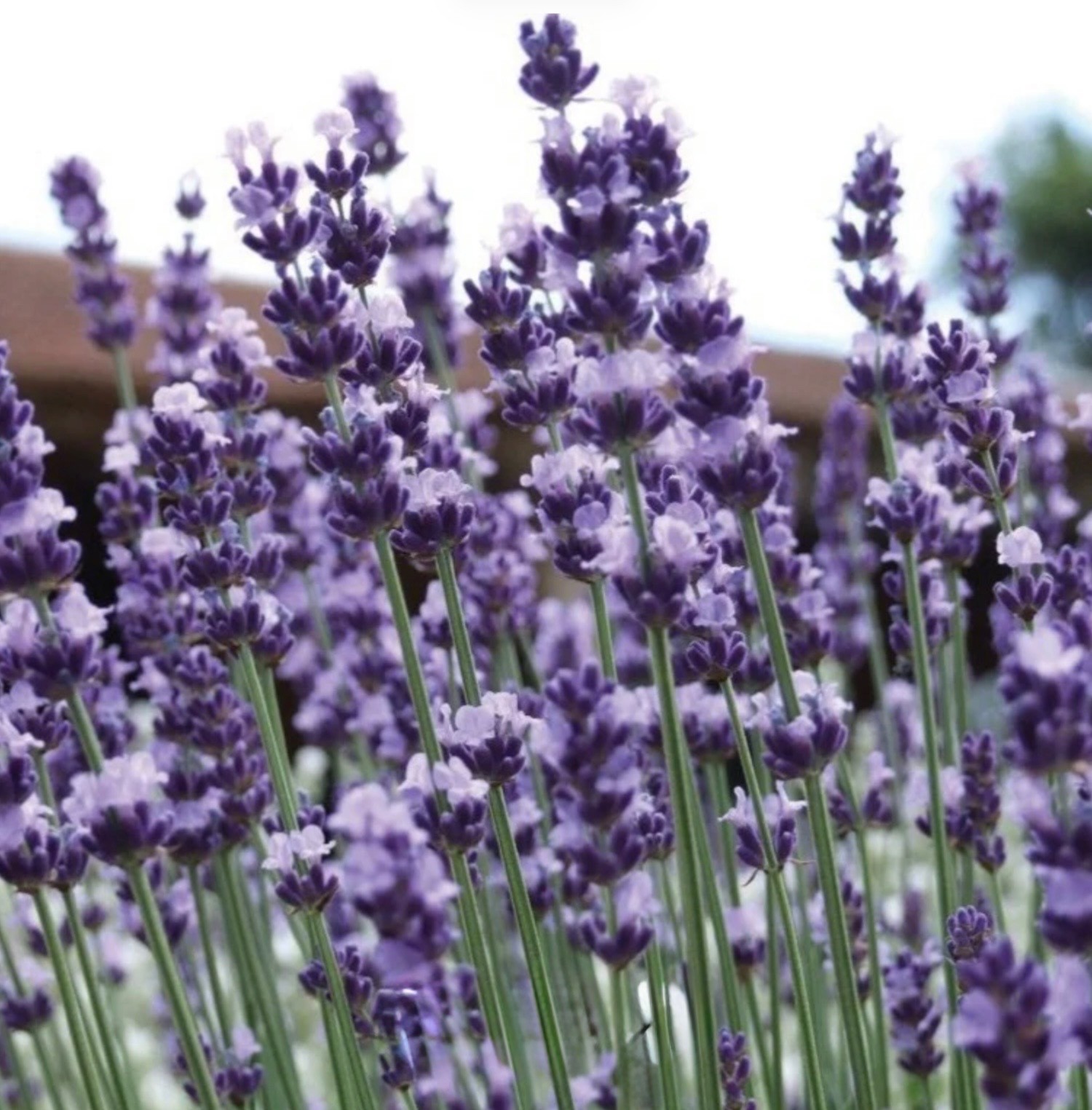 Fresh True English Lavender Vera Seeds-Organic, Most Fragrant Variety, Perennial