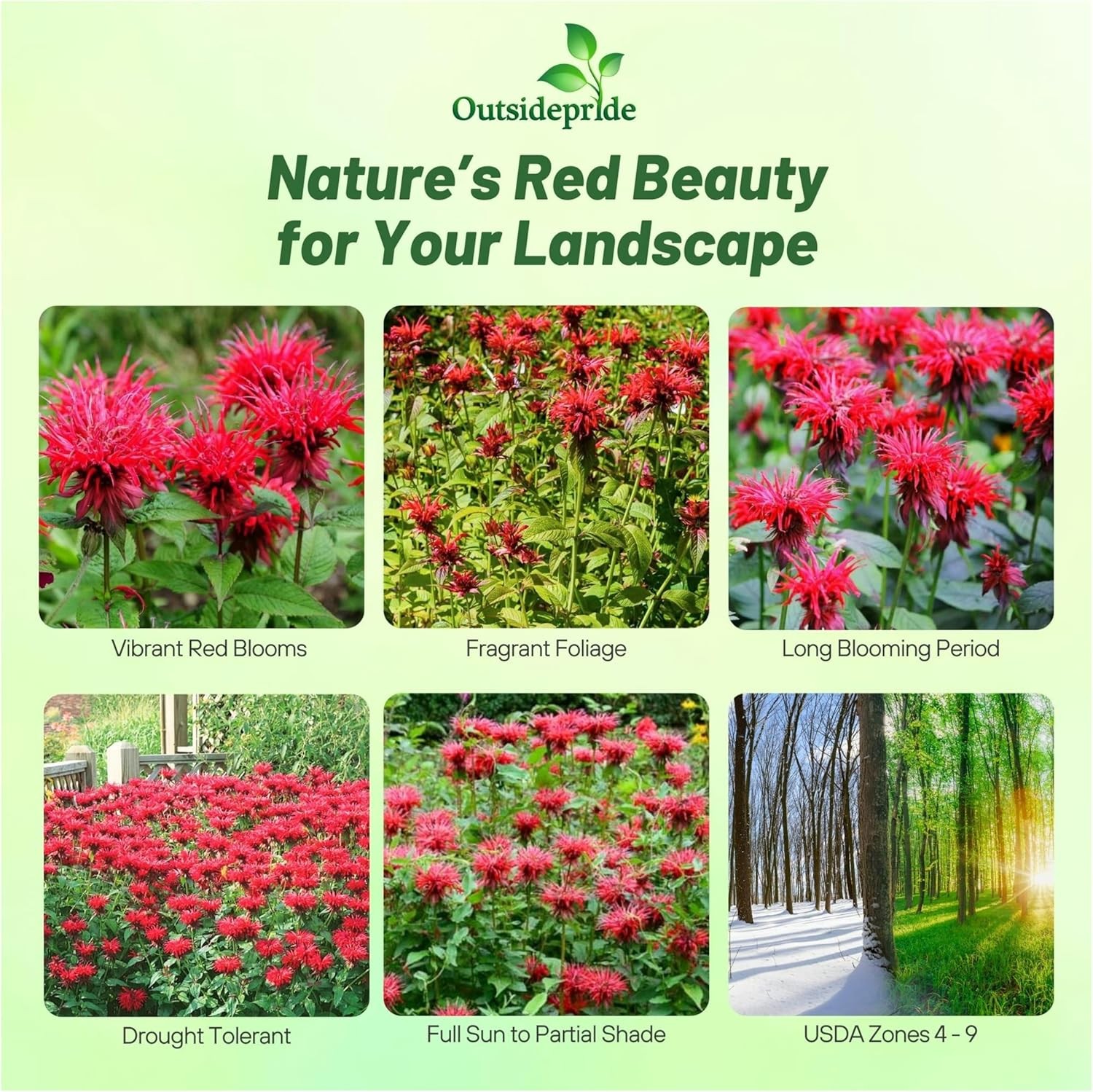 250 Seeds Red Monarda Flower Seeds For Planting | Scarlet Bee Balm Seed