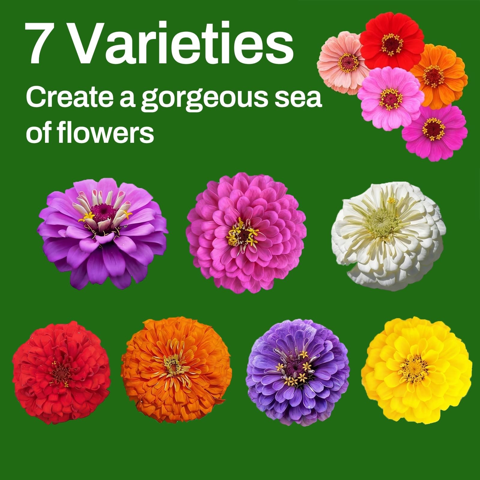 Bulk Zinnia Seeds – 13,000+ Mixed Colors, Large Blooms, Non-GMO, High Germinatio