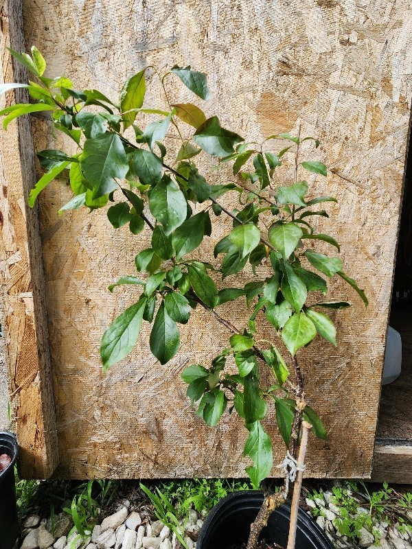 Mature Japenese Howard’s Miracle Plum Tree Large 28” Tall Airlayed 2 Yrs Old