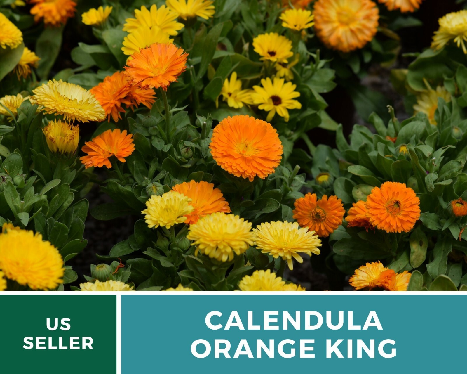 Calendula, Orange King – Heirloom Seeds – Medicinal & Pollinator Friendly Flower