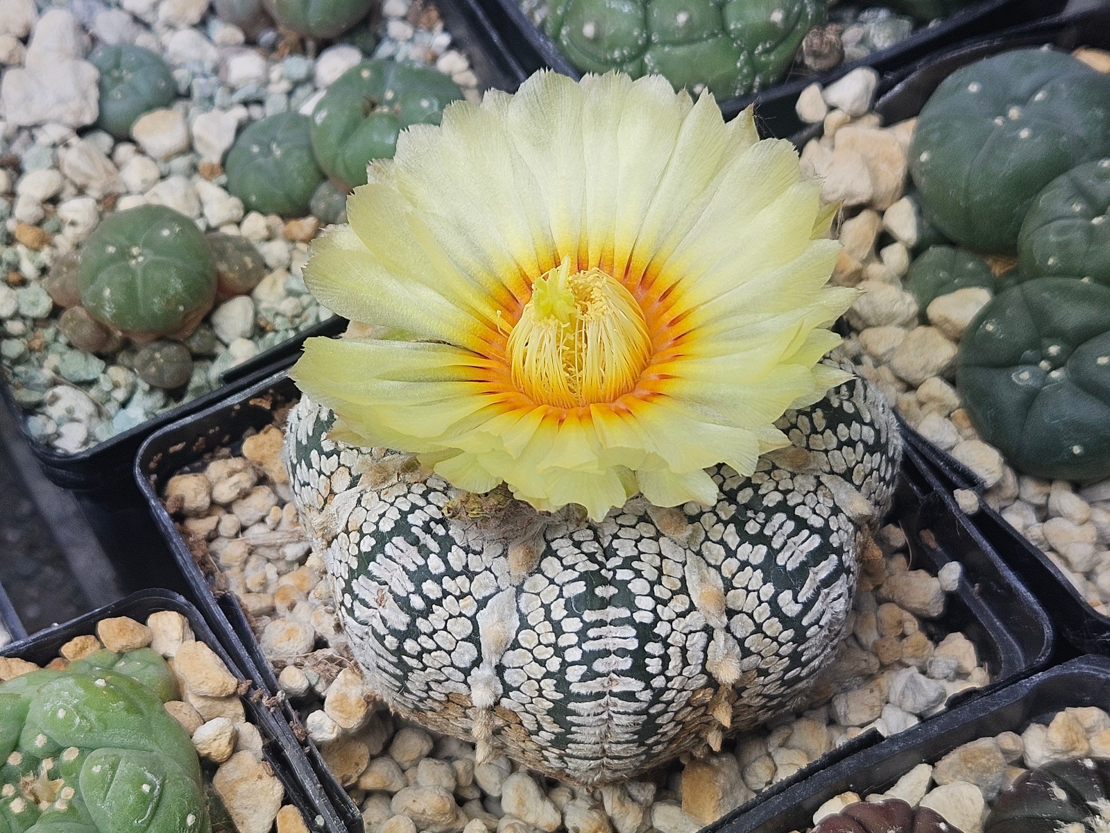 Astrophytum asterias “Mixed Cultivar” 100 Seeds