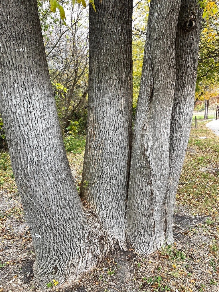 Green Ash Tree Seeds (Fraxinus Pennsylvanica lanceolata , 150 seeds bonsai