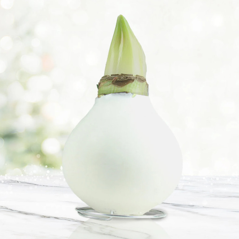 White Waxed Amaryllis Bulb with Stand, No Water Needed, Blooms 4-8 Weeks