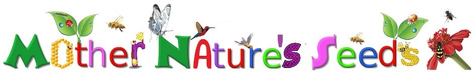 Cape Daisy MIX Osteospermum ecklonis Heat Tolerant Cut Flower Non-GMO 100 Seeds