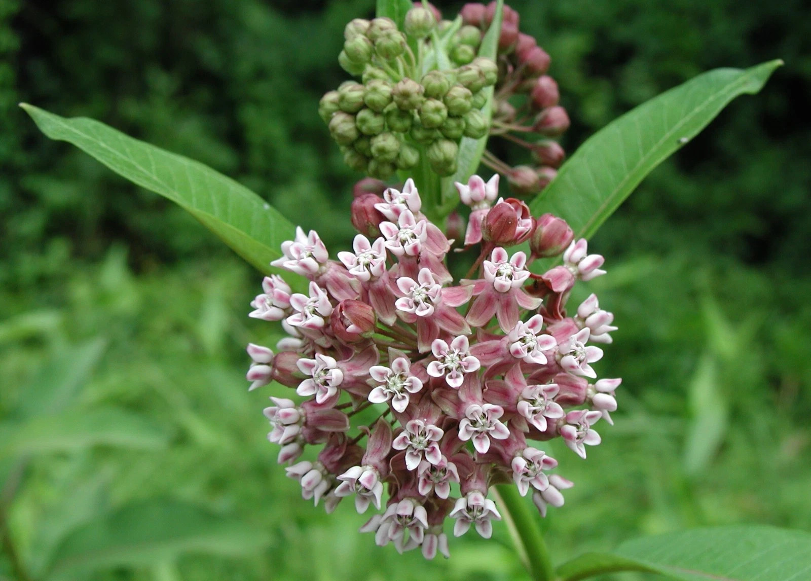 100+ Hardy Common Milkweed (Asclepias syriaca) Seeds Attract Monarch Butterflies