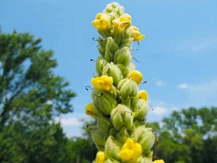 Common Mullein Seed ~ Verbascum thapsus ~ 300 to 200,000 seeds ~ 4 ounce bulk