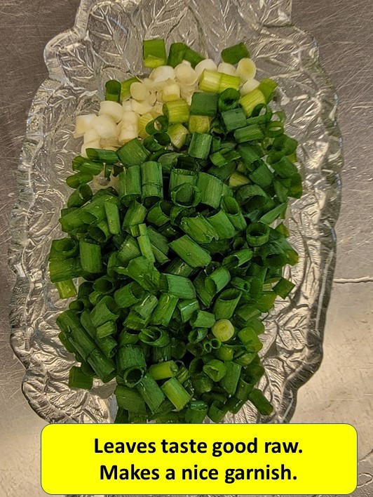 Egyptian Walking Onion PLANTS Grown in chemical free soil; FREE SHIPPING