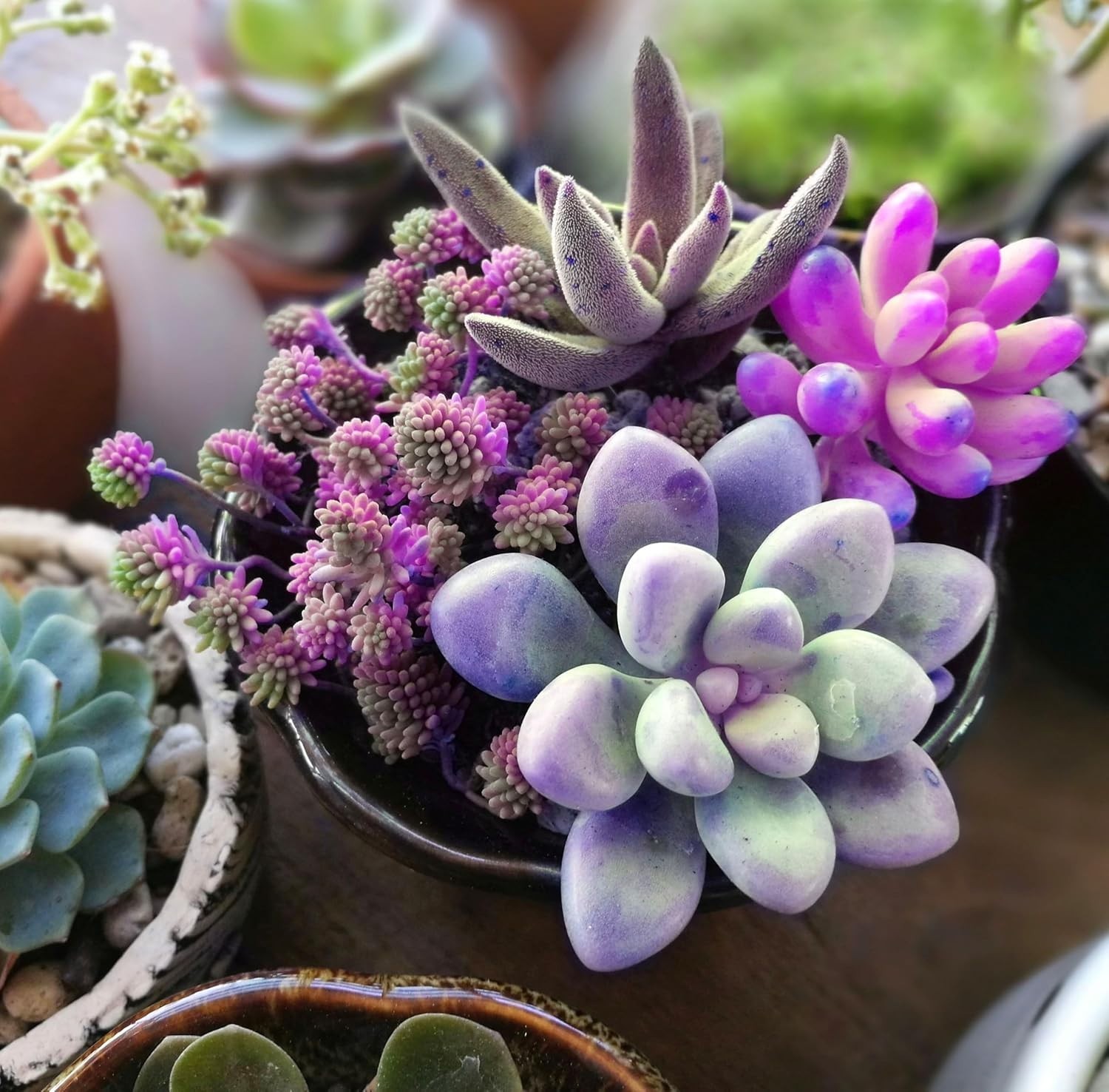 100 pcs Mix Rare Succulent Seeds Pack – Perennial Heirloom Non-GMO Outdoor Indoo