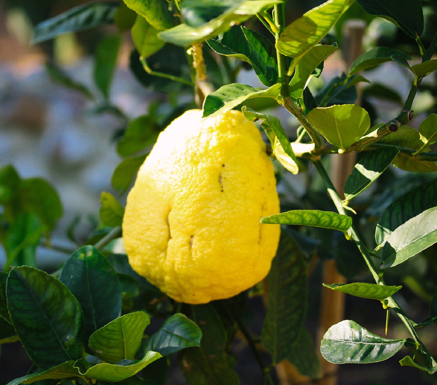 Citron Seeds – Citrus medica – Fragrant Evergreen Fruit Tree Etrog Lemon TCM