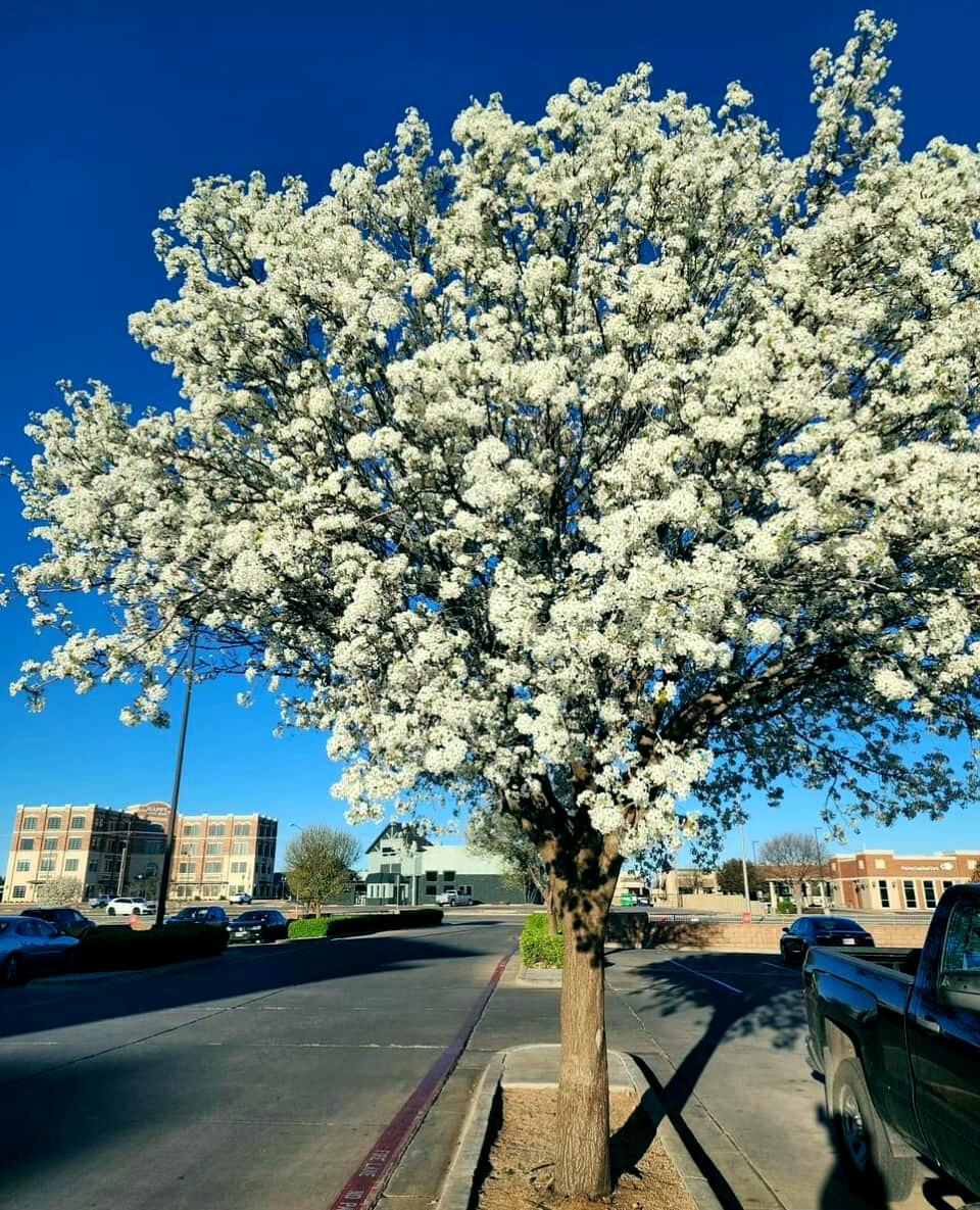Bradford Pear Tree Seeds (Pyrus calleryana) “Callery” Fast Cold Hardy to Zone 4