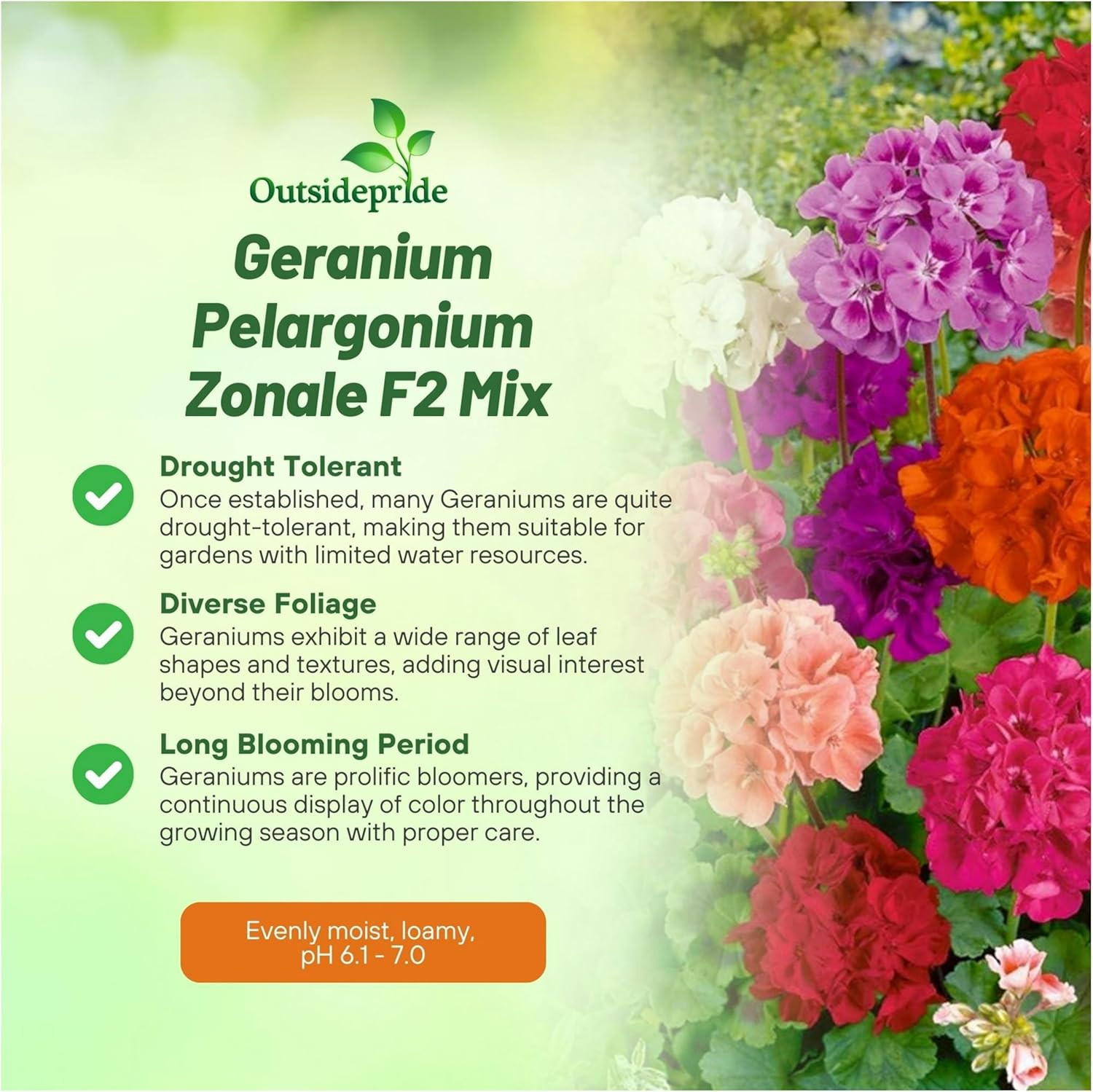 Mix Geranium Seeds for Planting – 100 Pcs Annual, Heat & Drought Tolerant Flower