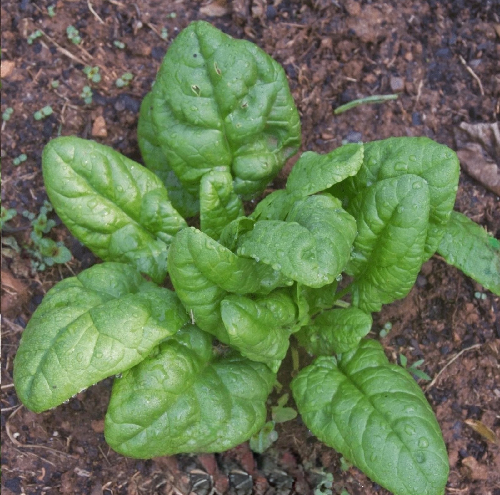 Fresh Spinach Seeds, Bloomsdale Longstanding Heirloom Non-GMO Free Shipping 🇺🇸