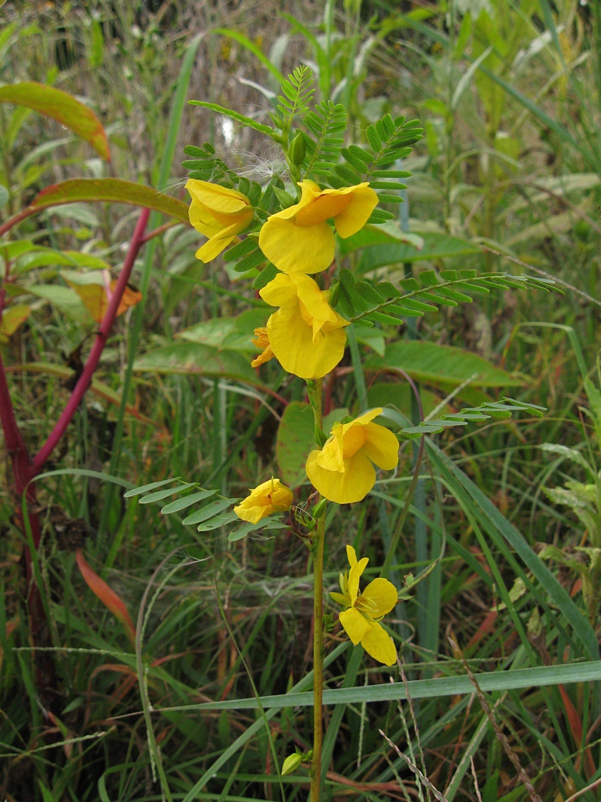 Chamaecrista fasciculata 30 Seeds – Partridge Pea