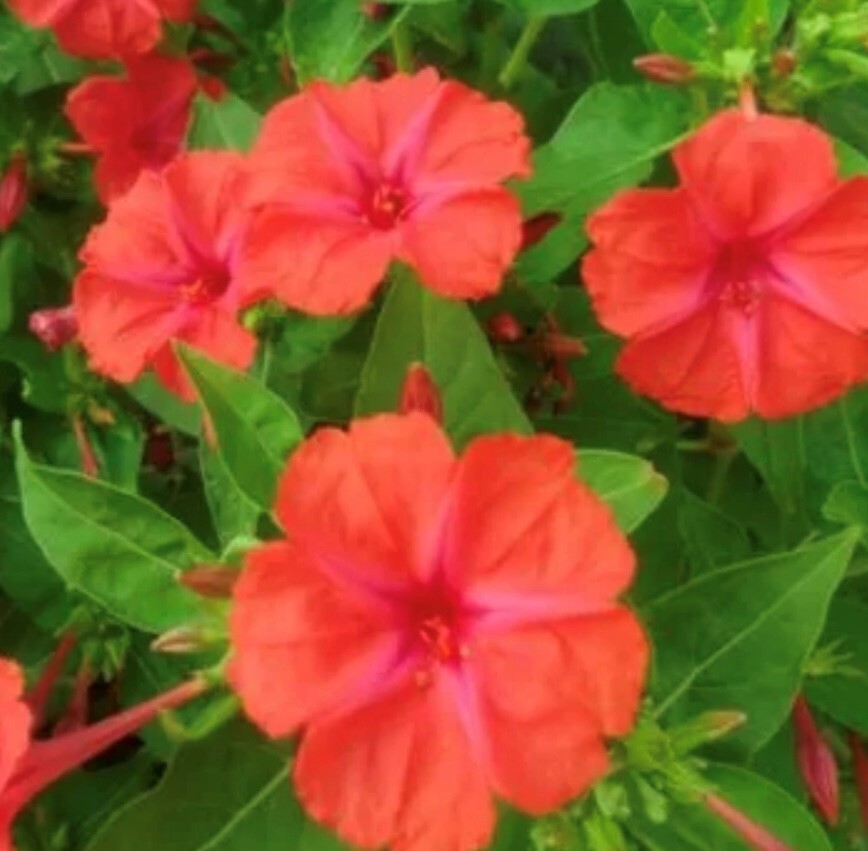 Red Four O’Clock Flower Seeds