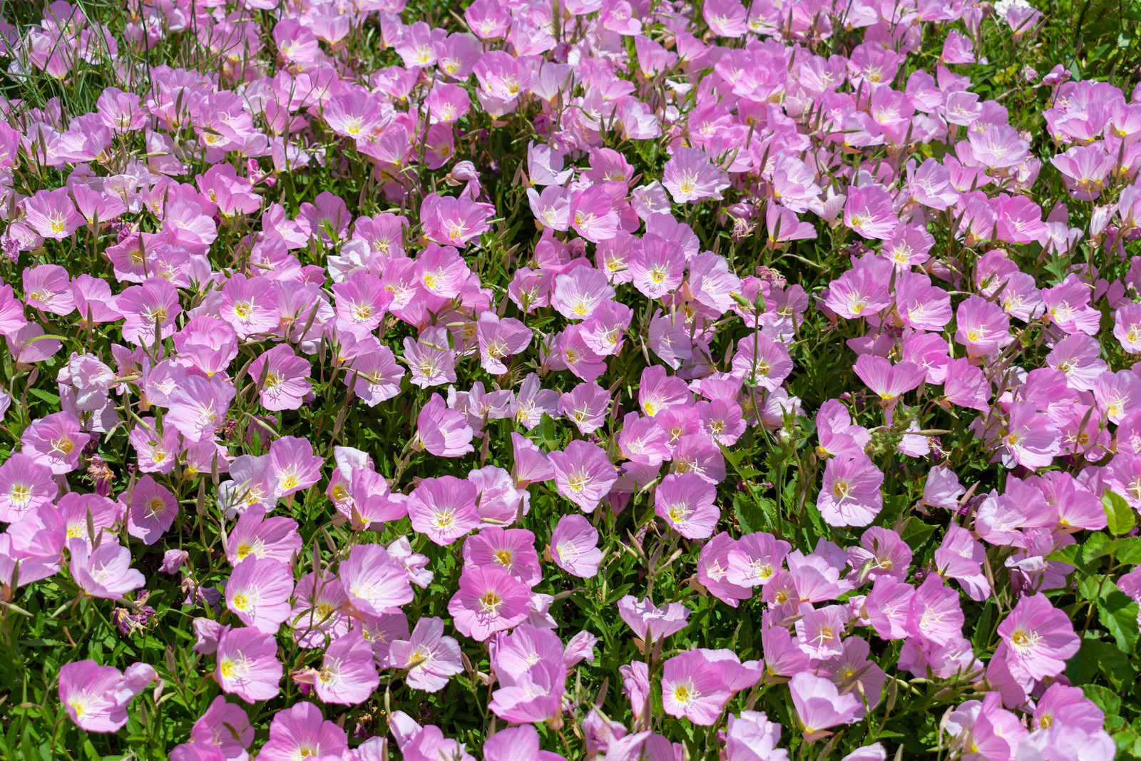 1000 Showy PINK EVENING PRIMROSE Pink Ladies Oenothera Speciosa Flower Seeds