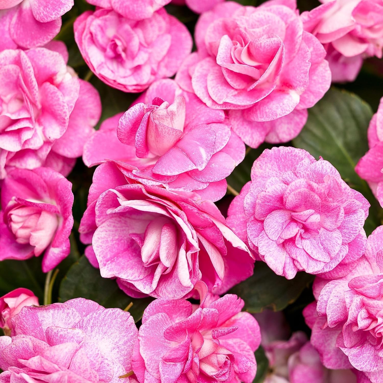 “500+ Mixed Impatiens Seeds for Outdoor Gardening & Indoor Potted Plants”