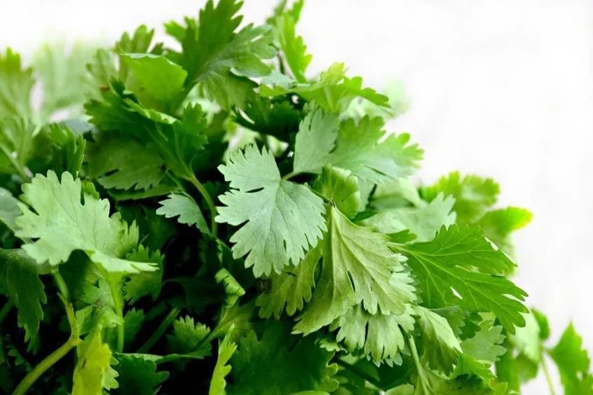 600+ Cilantro Seeds – Common – Heirloom – Organic – NON GMO —- FRESH