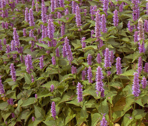 HYSSOP LAVENDER Agastache Foeniculum – 100,000 Bulk Seeds